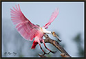 Roseate Spoonbill 6188